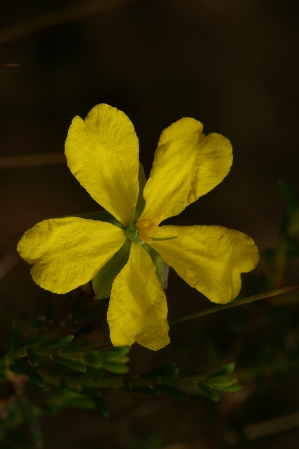 Hibbertia riparia